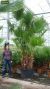 Washingtonia robusta multitrunk