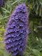 Echium candicans