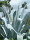 Agave franzosinii