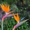 Strelitzia reginae