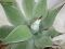 Agave neomexicana