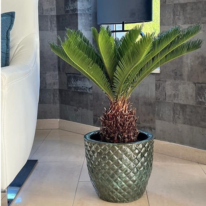 The best ways to keep your Cycas revoluta maintained: tips for beginners