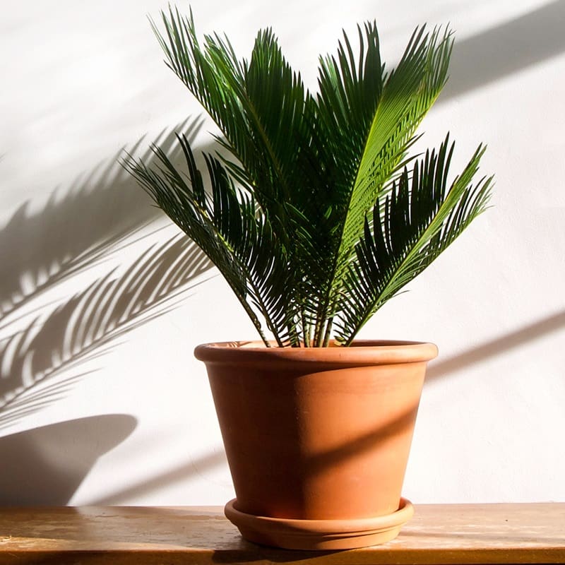 Cycas revoluta vs other popular indoor plants: What are the differences?