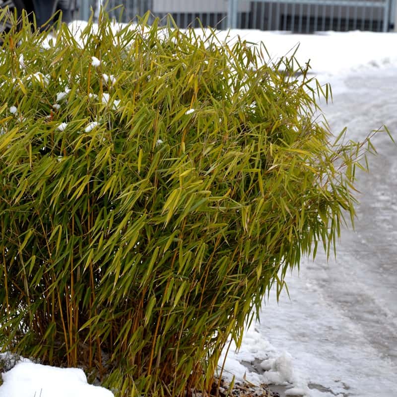 Caring for Fargesia bamboo: tips and advice