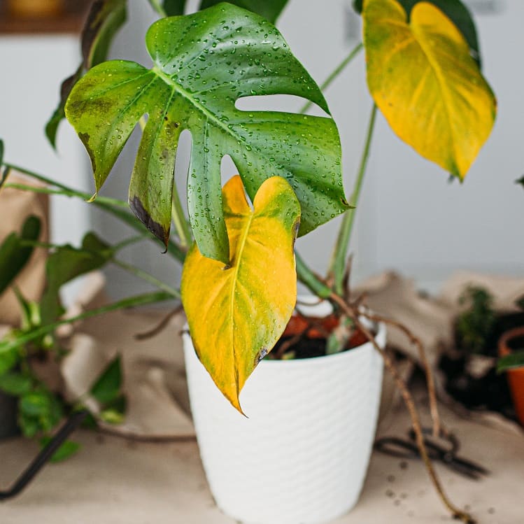 Why are the leaves of my indoor plants turning yellow?