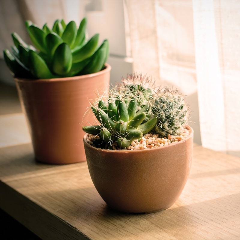 The advantages of having desert plants at home