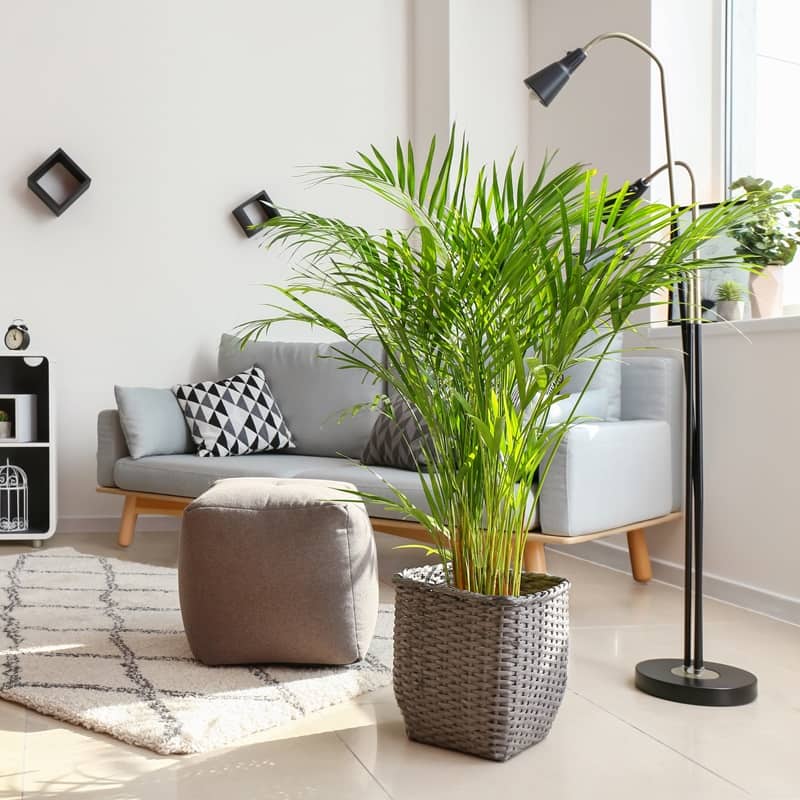 The best tips for caring for an indoor palm tree