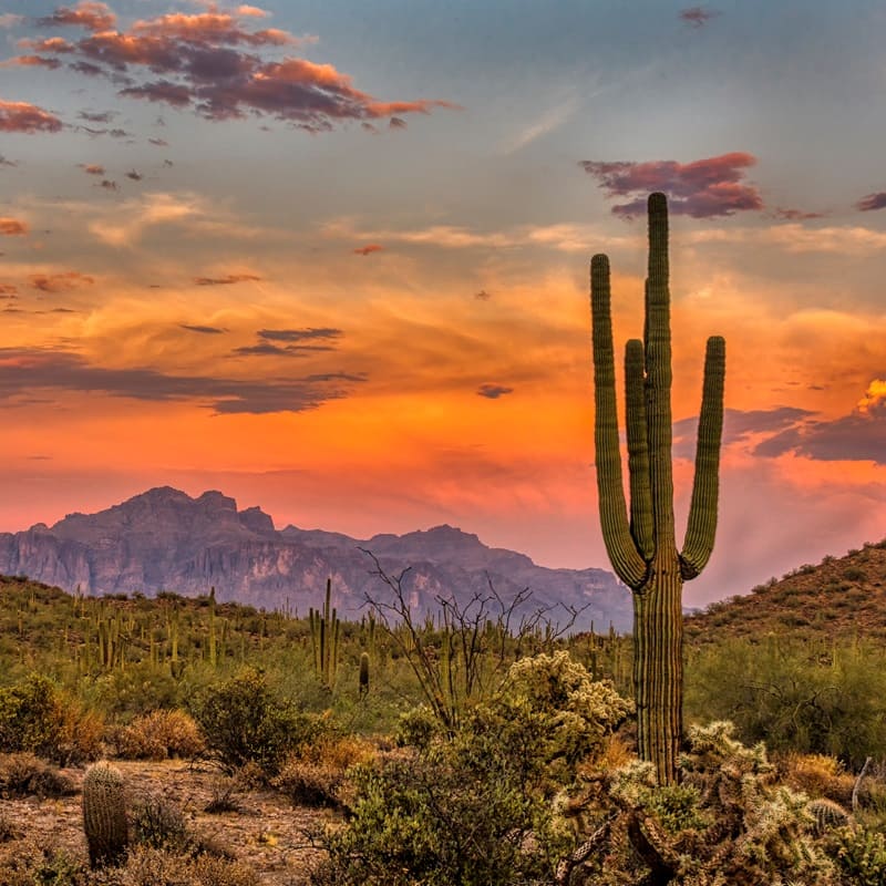 How do desert plants survive in extreme conditions?