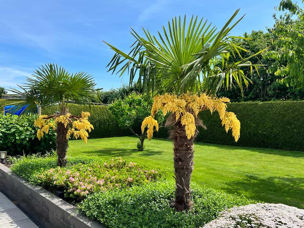 Everything you should know about Trachycarpus fortunei