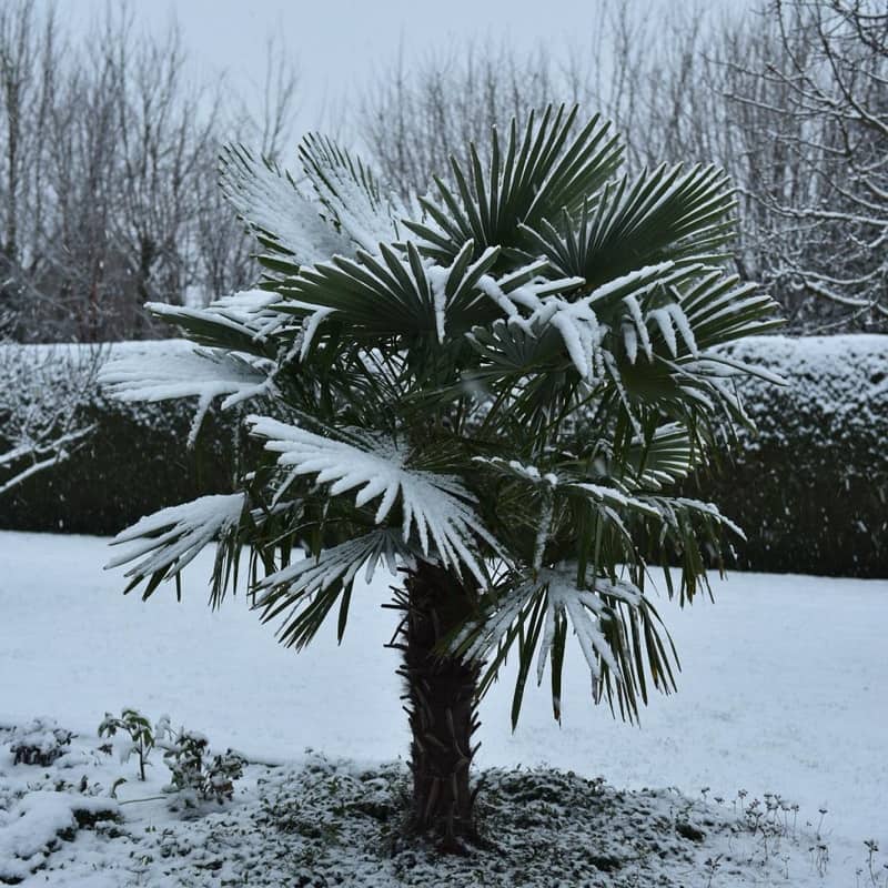 Trachycarpus fortunei in your garden: how to plant and maintain this palm?