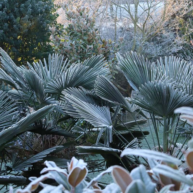 Trachycarpus wagnerianus: the ideal palm tree for your garden