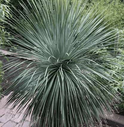 Caring for Yucca rostrata: tips and advice