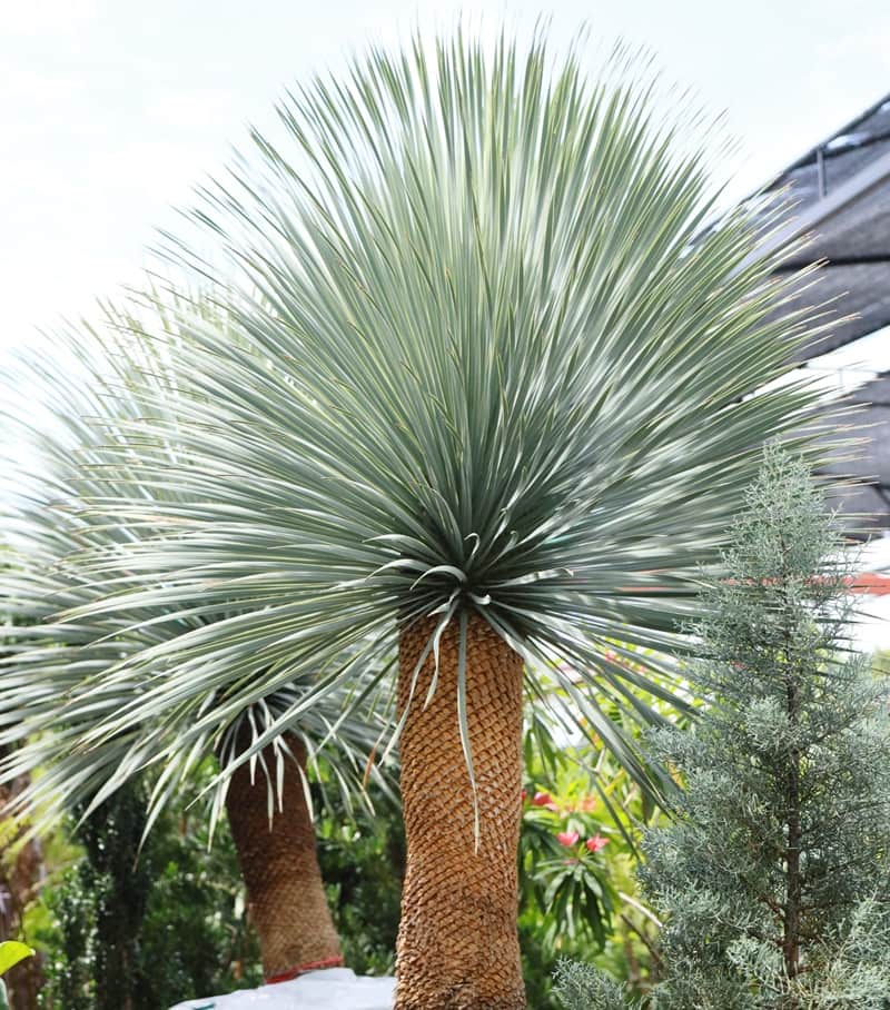 How to best take care of Yucca rostrata