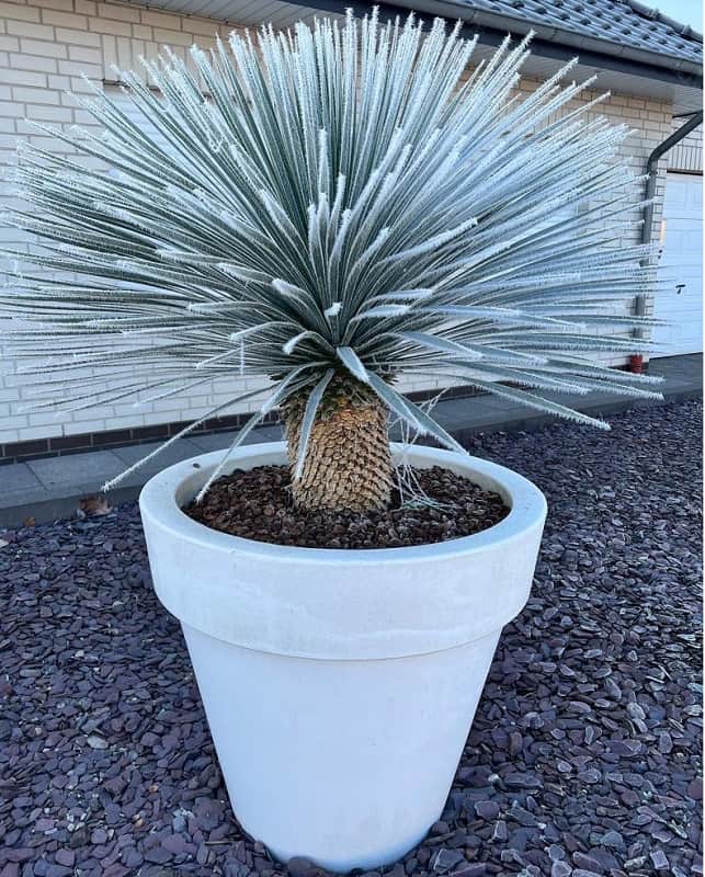 Yucca rostrata: everything you should know