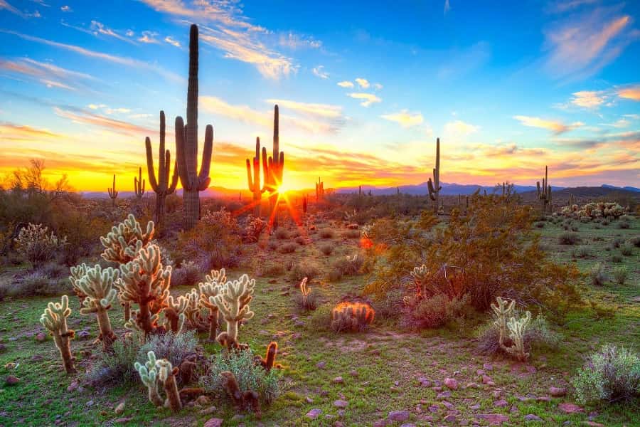 The various desert plants and their characteristics