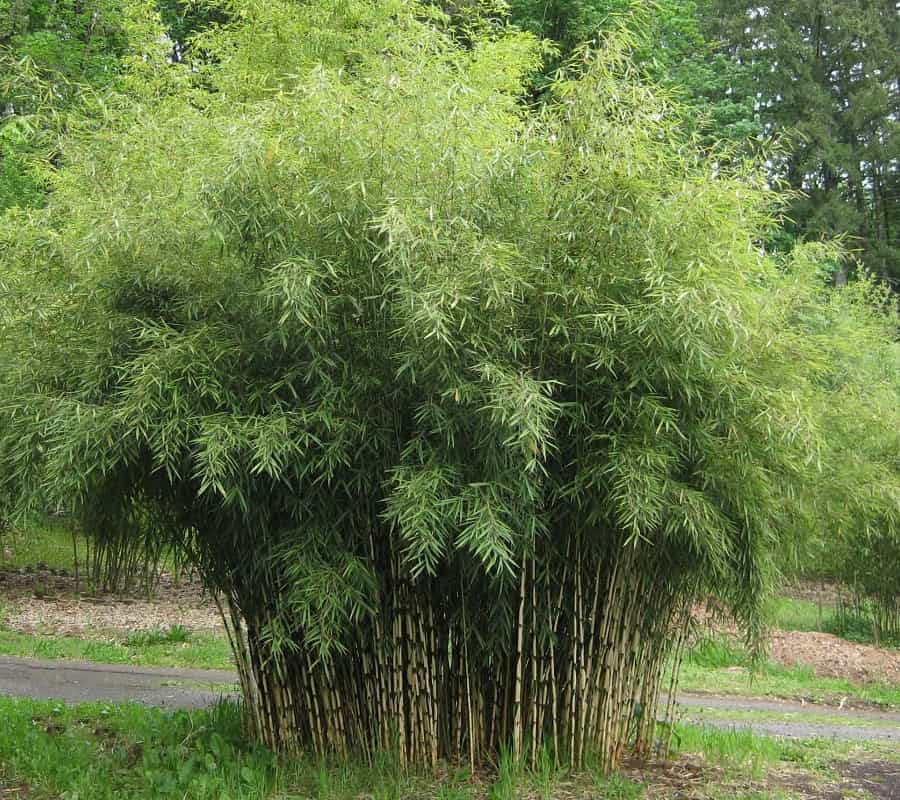 Everything you should know about Fargesia bamboo